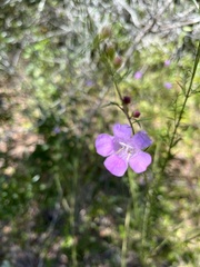 Agalinis fasciculata