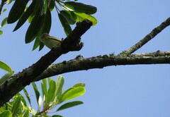 Vireo flavoviridis
