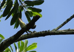 Vireo flavoviridis