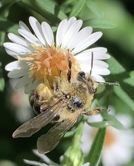 Callandrena