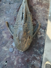 Hypostomus hemicochliodon
