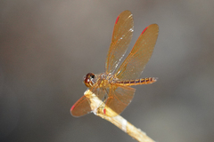 Perithemis domitia