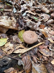 Lactarius glyciosmus