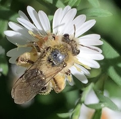 Callandrena