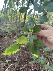 Crataegus marshallii