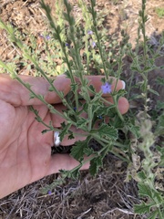 Verbena plicata