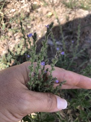 Verbena plicata