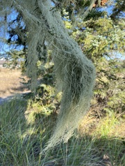 Usnea dasopoga