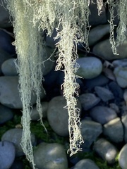 Usnea dasopoga
