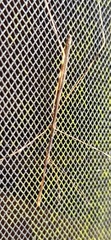 Emesaya brevipennis