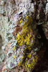Candelariaceae