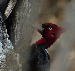 Campephilus leucopogon