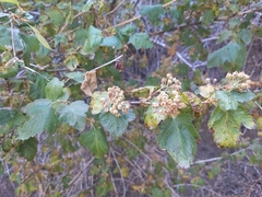 Physocarpus malvaceus