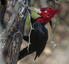 Campephilus leucopogon