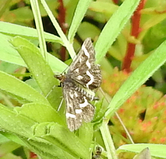 Pyrausta nigrata