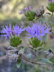 Monardella breweri microcephala