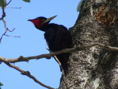 Campephilus leucopogon
