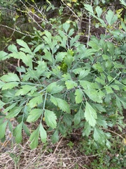 Notobubon galbanum