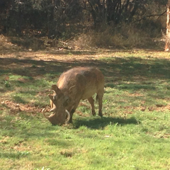 Phacochoerus africanus