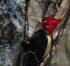 Campephilus leucopogon