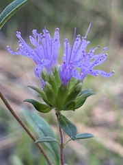 Monardella breweri microcephala