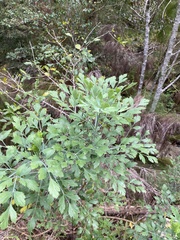 Notobubon galbanum