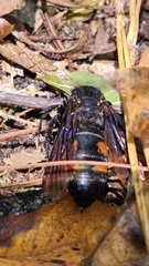 Pygodasis quadrimaculata