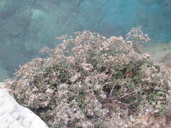 Limonium cordatum