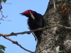 Campephilus leucopogon