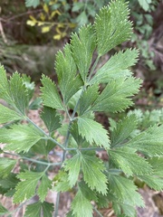 Notobubon galbanum