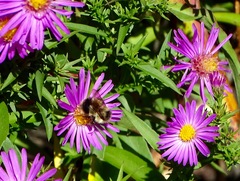 Bombus vagans bolsteri