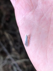 Eucalantica polita