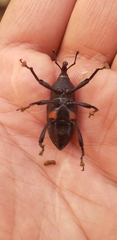 Cactophagus spinolae