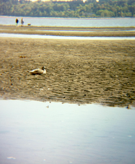 Tringa melanoleuca
