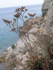 Limonium cordatum