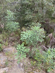 Notobubon galbanum