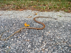 Mastigodryas boddaerti