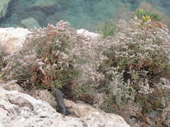 Limonium cordatum
