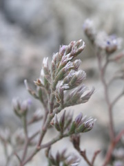 Limonium cordatum