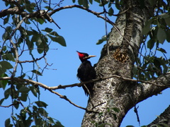 Campephilus leucopogon