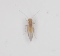 Psocidae