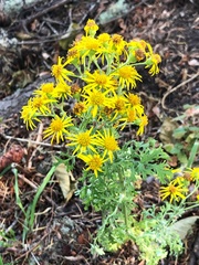 Jacobaea