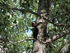 Campephilus leucopogon