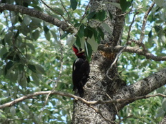 Campephilus leucopogon