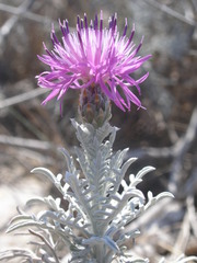 Centaurea diomedea