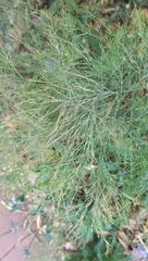 Eragrostis albensis