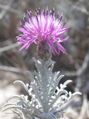 Centaurea diomedea