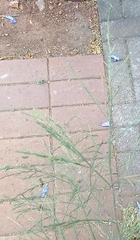Eragrostis albensis