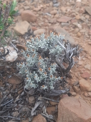 Helichrysum tinctum