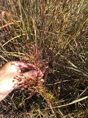 Lysimachia quadriflora